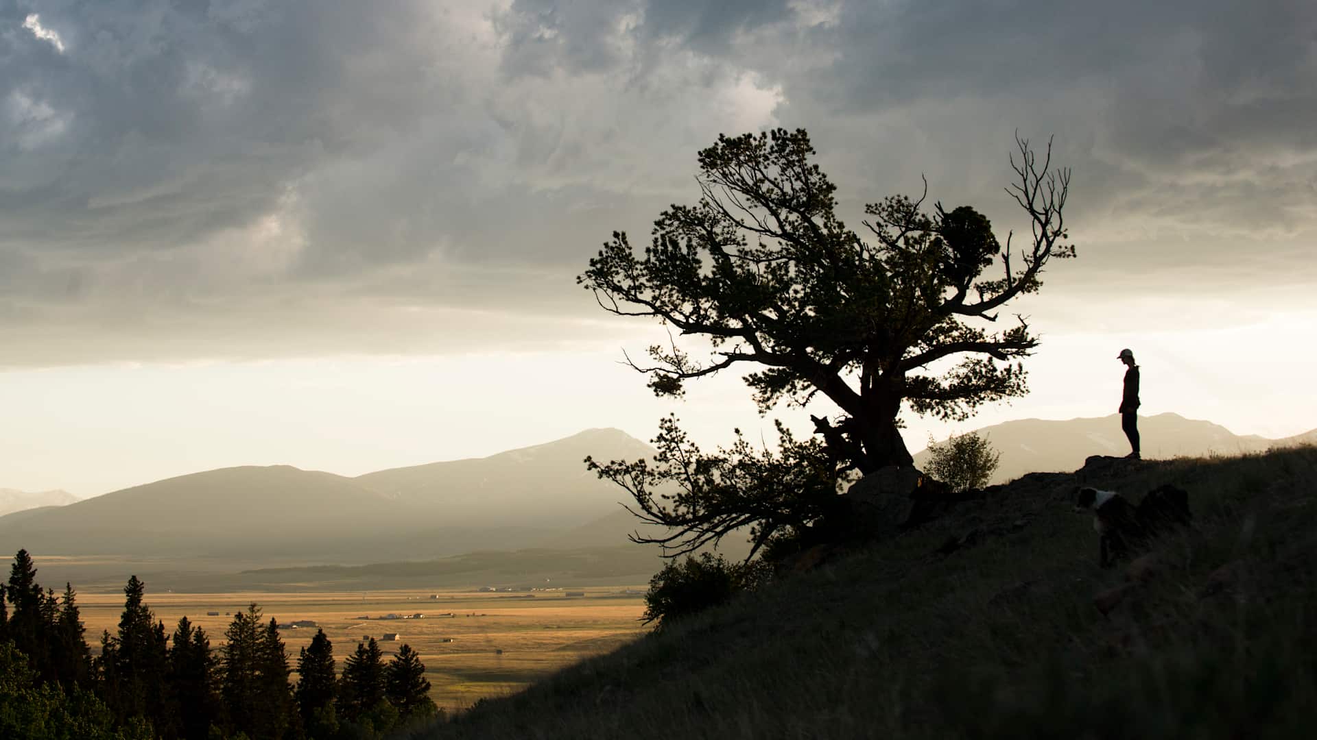 Admiring a Bristlecone Pine in the San Luis Valley