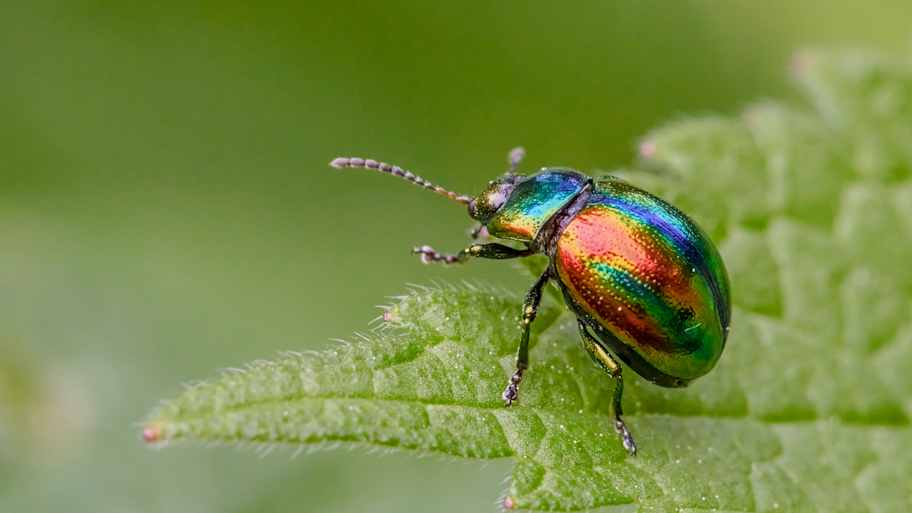 An iridescent beetle perched on a plant