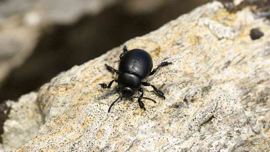 Small bloody-nosed beetle perched on a rock