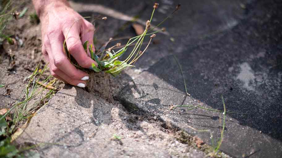 A woman pulling weeds from pavers